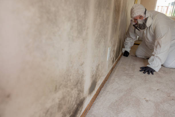 Best Emergency Mold Remediation  in New Town, ND